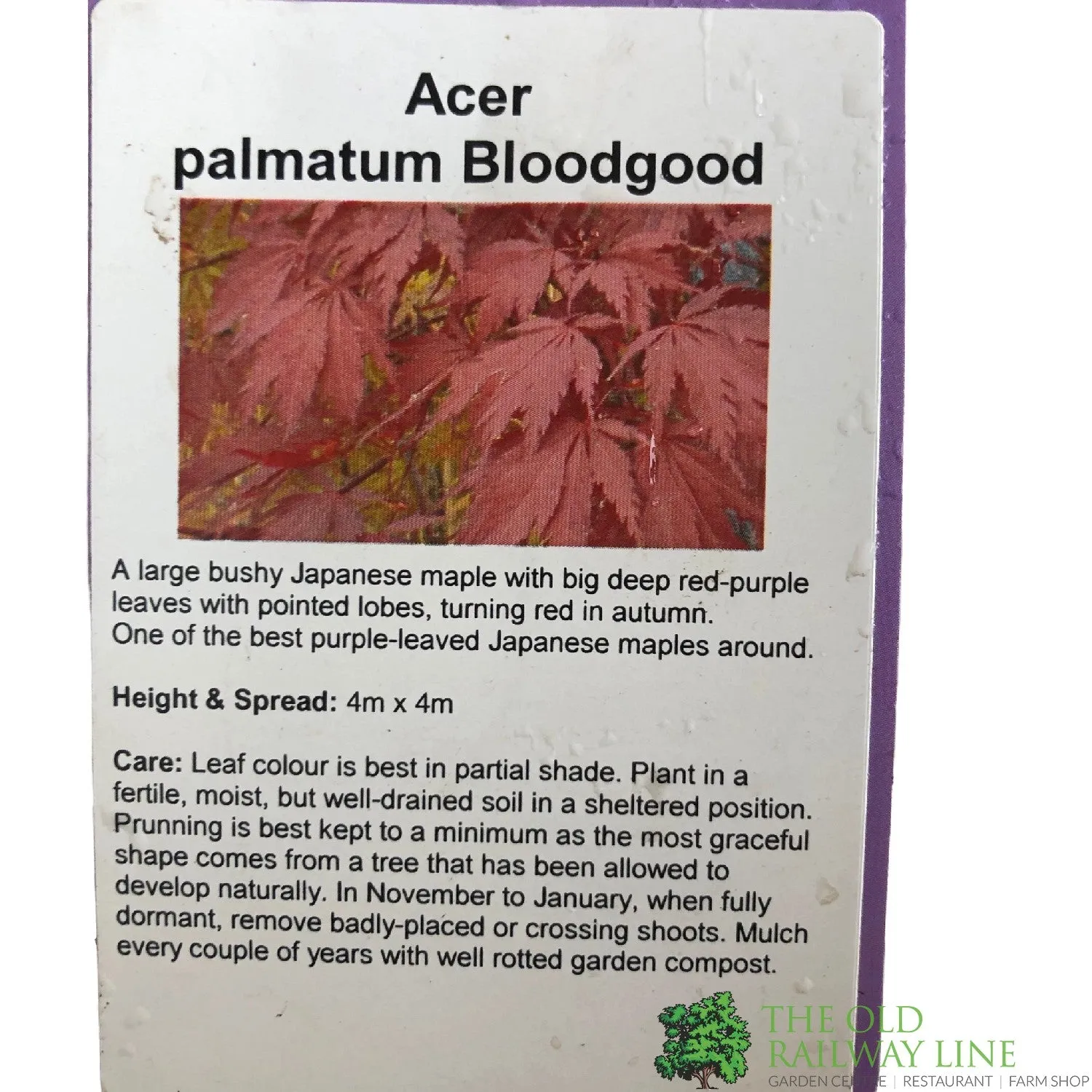 Acer Palmatum Japanese Maple Bloodgood 1.25M Height