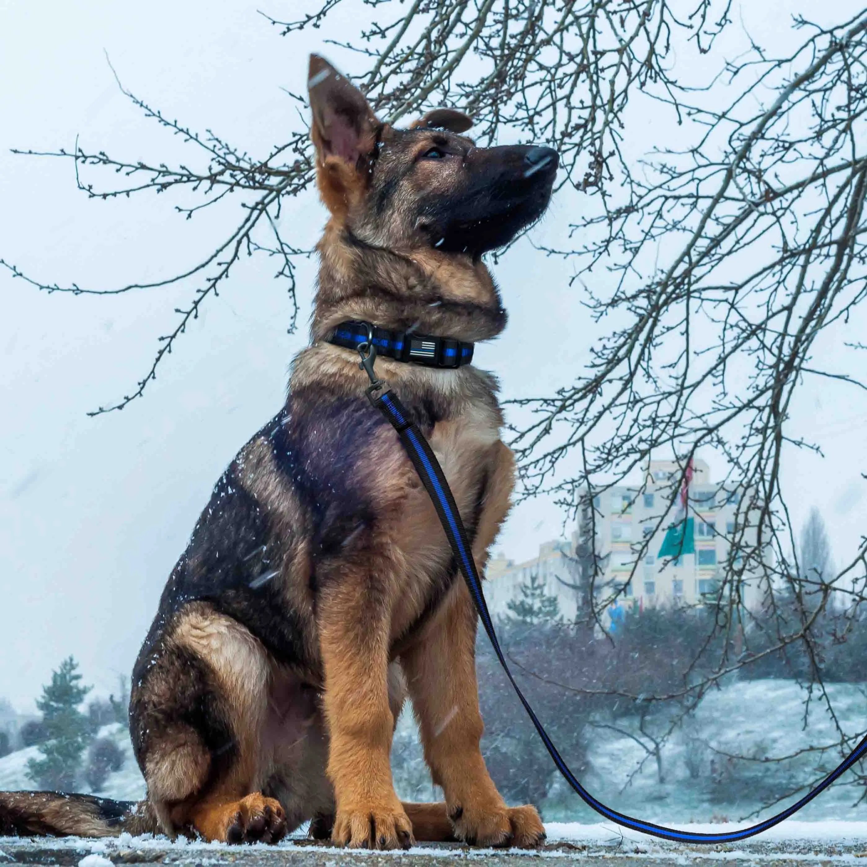 Dog Leash - Thin Blue Line